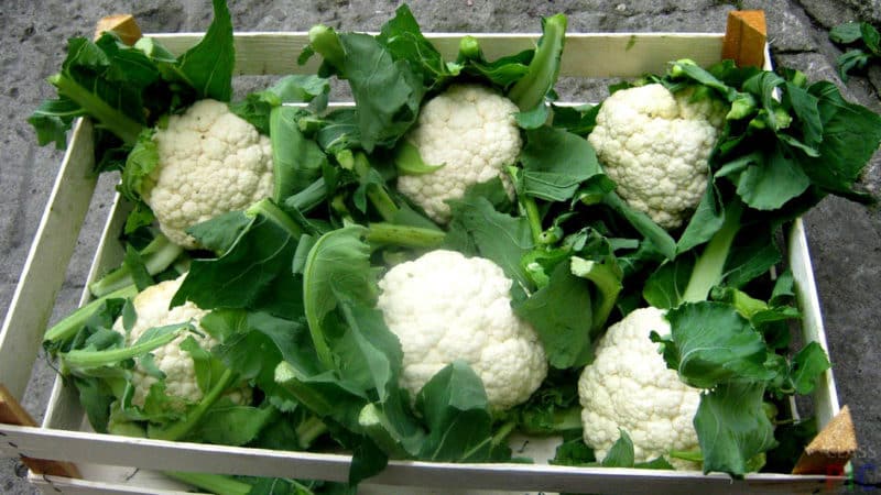 The best ways to preserve cauliflower for the winter at home