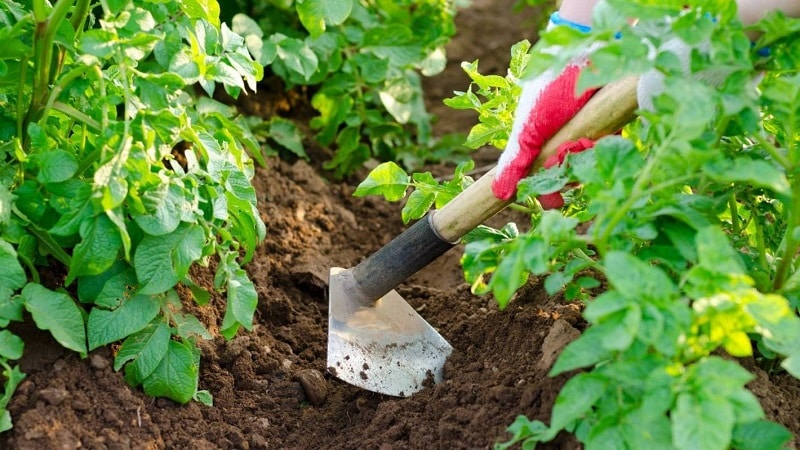 The best ways to weed potatoes