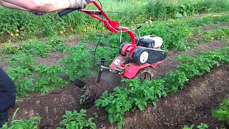 The best ways to weed potatoes