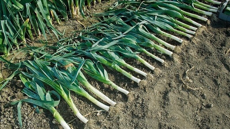 What to do with the harvest: can leeks be left in the ground for the winter and how best to prepare them for wintering