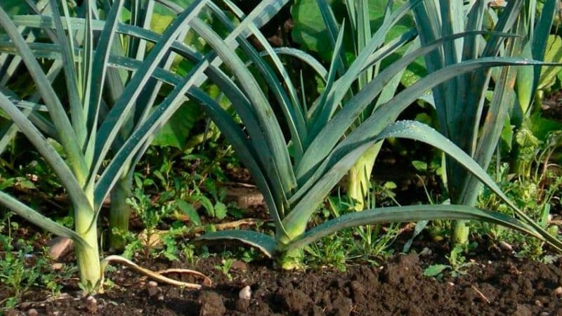 What to do with the harvest: can leeks be left in the ground for the winter and how best to prepare them for wintering