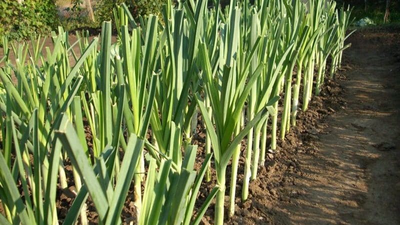 What to do with the harvest: can leeks be left in the ground for the winter and how best to prepare them for wintering