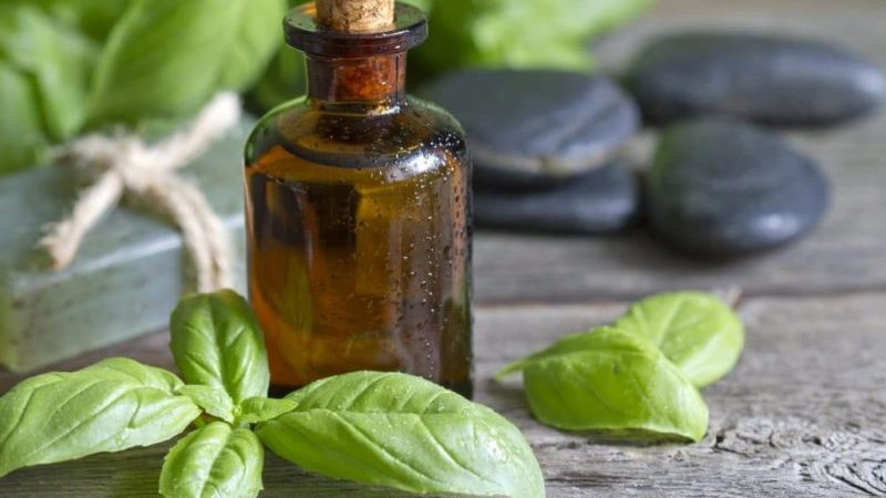 What are the benefits of basil essential oil and how to use it correctly