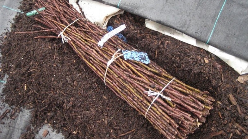 Methods for storing grape cuttings in winter and germination in spring