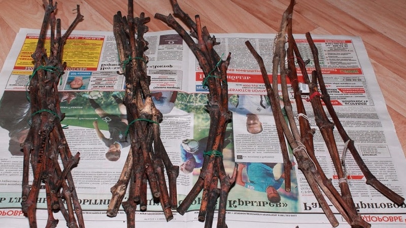 Methods for storing grape cuttings in winter and germination in spring