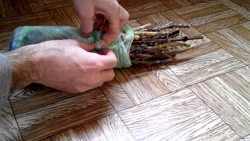 Methods for storing grape cuttings in winter and germination in spring