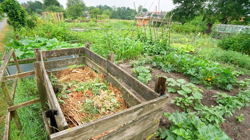 Choosing fertilizer for currants in spring: what and how to fertilize the bushes for a good harvest
