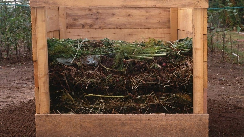 How to feed roses in the fall: the best means