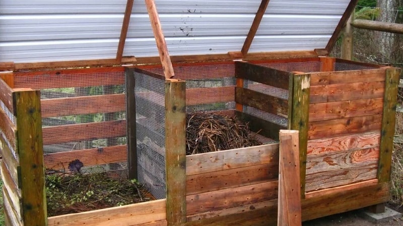 Necessary feeding of grapes in summer and rules for its application