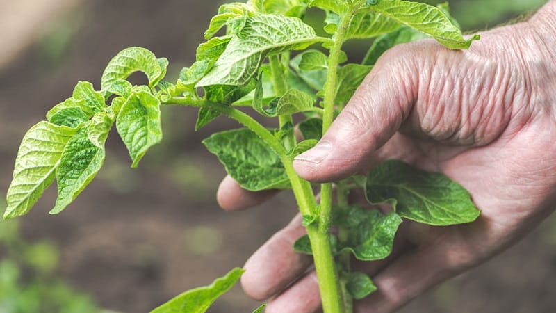 Is it possible to put potato tops in a compost heap and how else can they be used on the site?