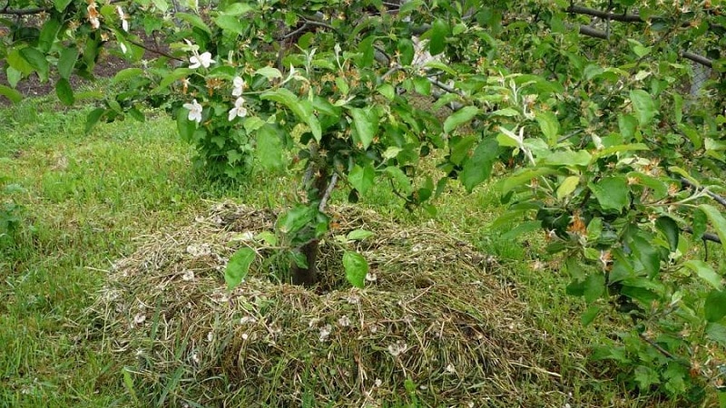 Is it possible to put potato tops in a compost heap and how else can they be used on the site?