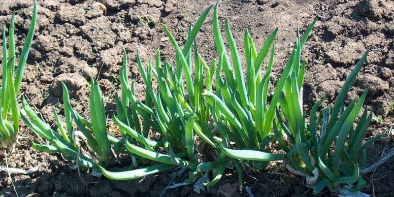 Preparing for cold weather correctly: do you need to cut onions for the winter and how to do it