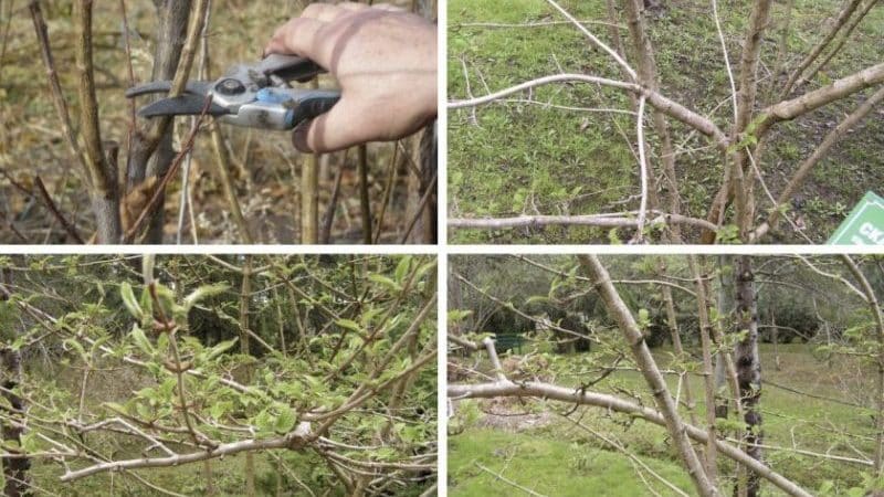How to properly prune viburnum in autumn (regular and decorative)