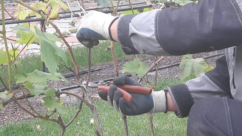 Why do you need to prune grapes in the fall and how to do it correctly?