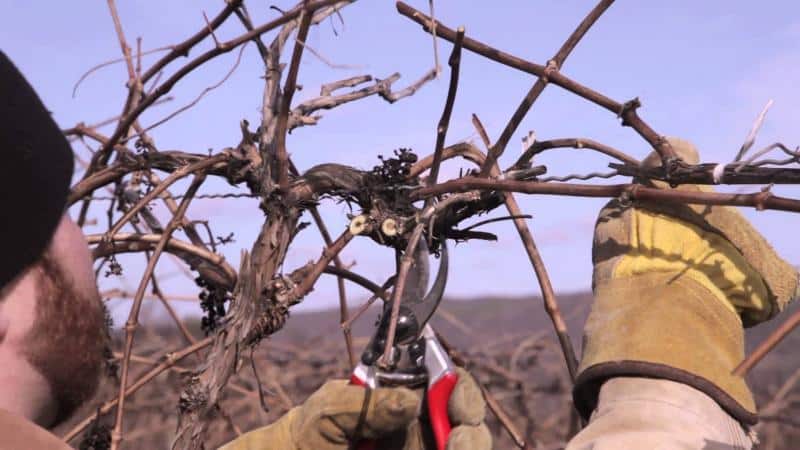 Why do you need to prune grapes in the fall and how to do it correctly?