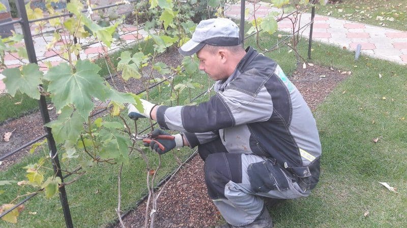Why do you need to prune grapes in the fall and how to do it correctly?