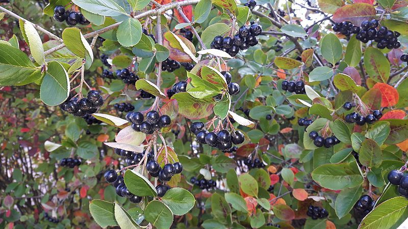 Instructions for pruning chokeberry in the fall for beginner gardeners