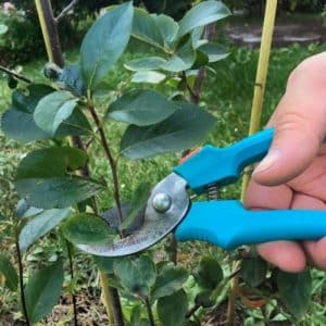 Instructions for pruning chokeberry in the fall for beginner gardeners