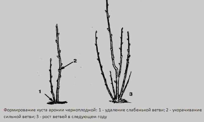 Instructions for pruning chokeberry in the fall for beginner gardeners