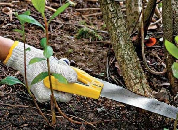 Instructions for pruning chokeberry in the fall for beginner gardeners