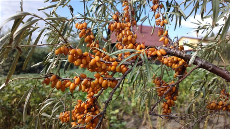 Variety of types and varieties of sea buckthorn