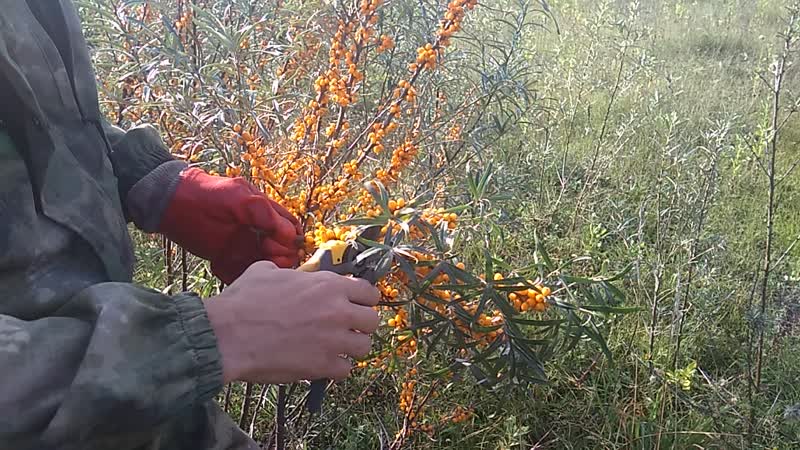 Variety of types and varieties of sea buckthorn