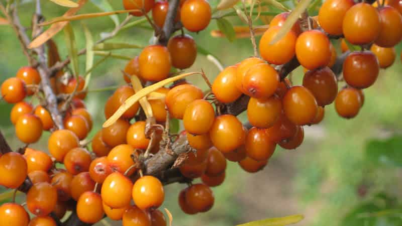 A step-by-step guide to pruning sea buckthorn in the fall