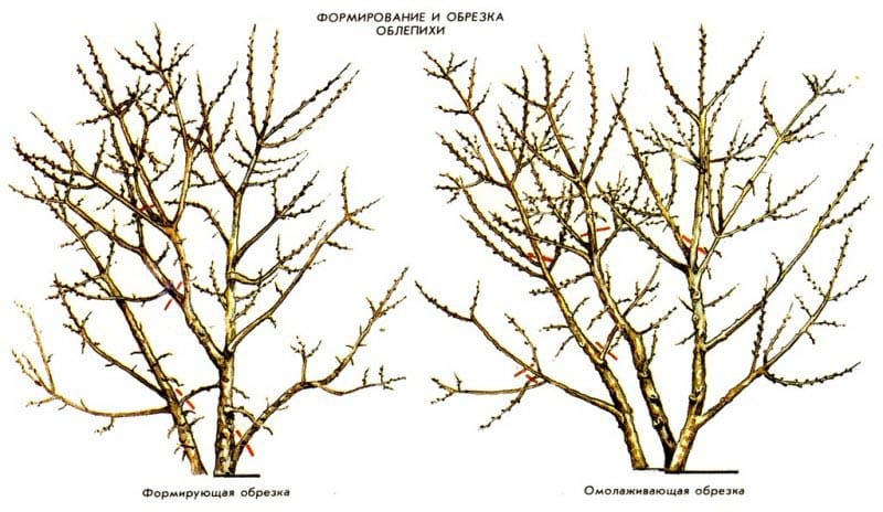 A step-by-step guide to pruning sea buckthorn in the fall