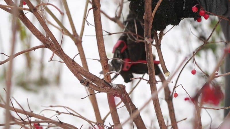 How to properly prune viburnum in autumn (regular and decorative)