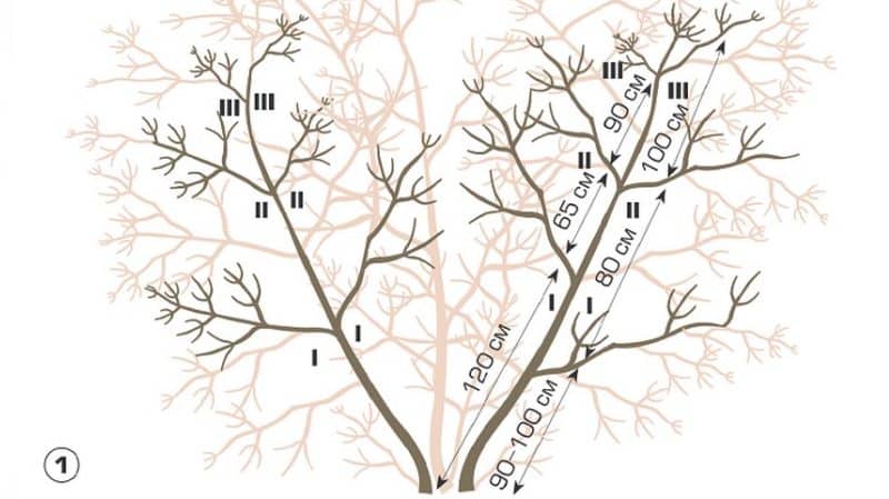 How to properly prune viburnum in autumn (regular and decorative)