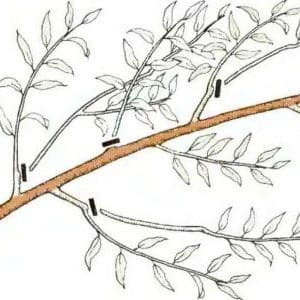 How to properly prune a peach in the fall and why it is needed