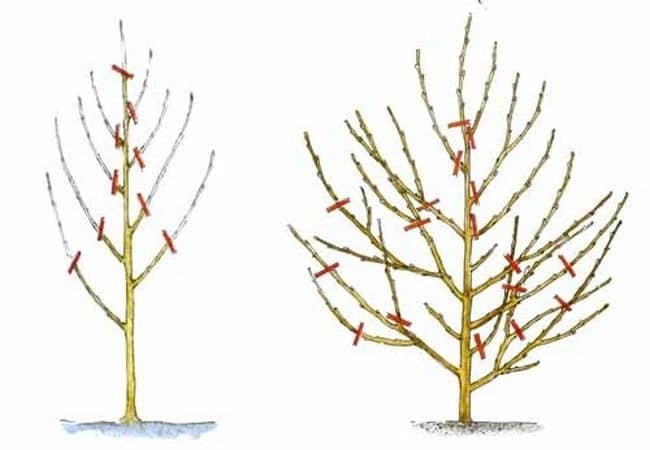 How to properly prune a peach in the fall and why it is needed