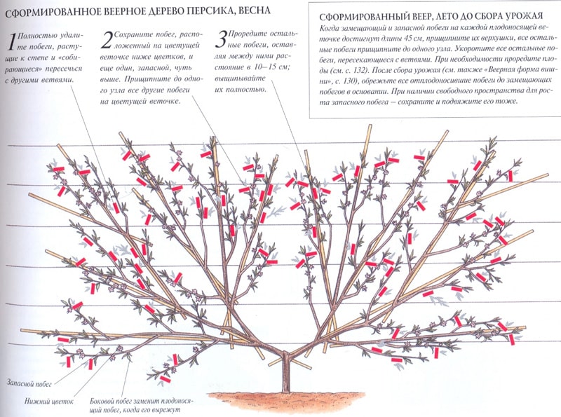 How to properly prune a peach in the fall and why it is needed