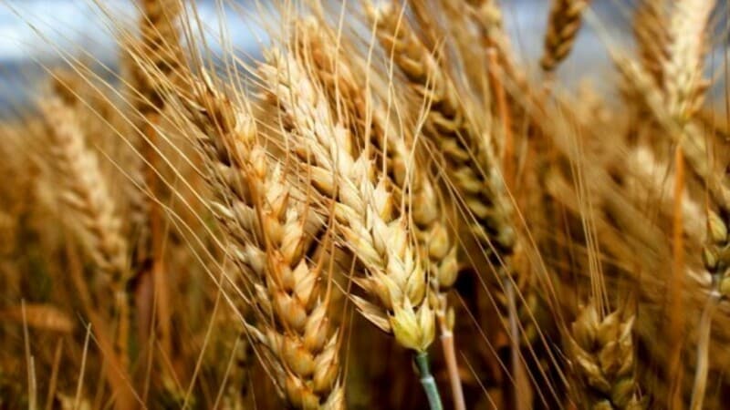 Review of the best varieties of winter wheat: choosing the most fertile and resistant
