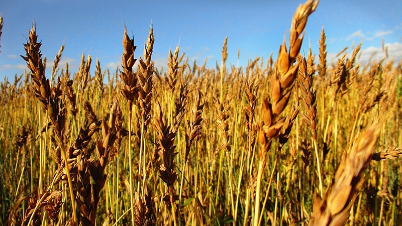 Review of the best varieties of winter wheat: choosing the most fertile and resistant