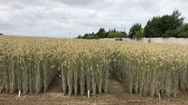 Review of the best varieties of winter wheat: choosing the most fertile and resistant