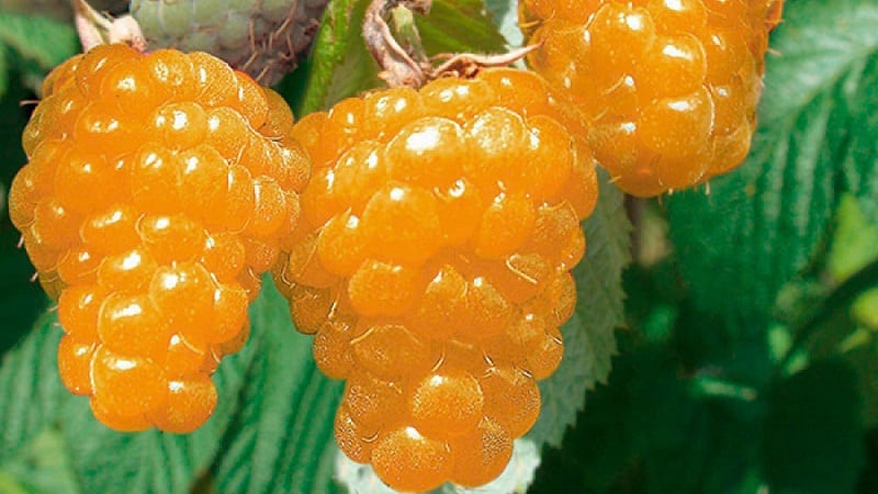 Review of raspberry variety Golden Autumn