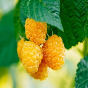 Review of raspberry variety Golden Autumn