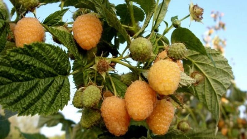 Review of raspberry variety Golden Autumn