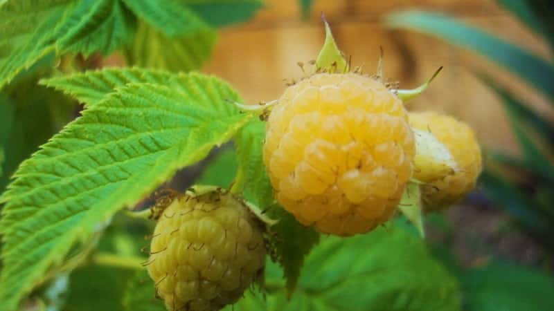 Review of raspberry variety Golden Autumn
