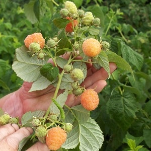 Review of raspberry variety Golden Autumn