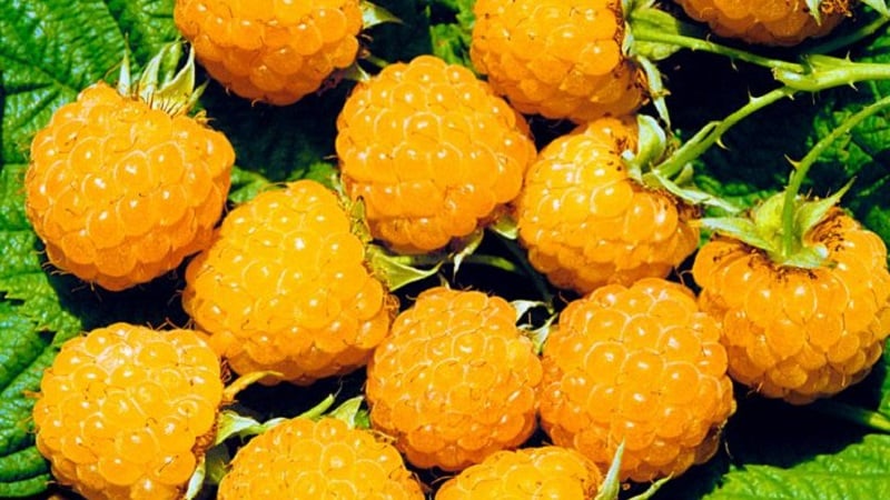 Review of raspberry variety Golden Autumn
