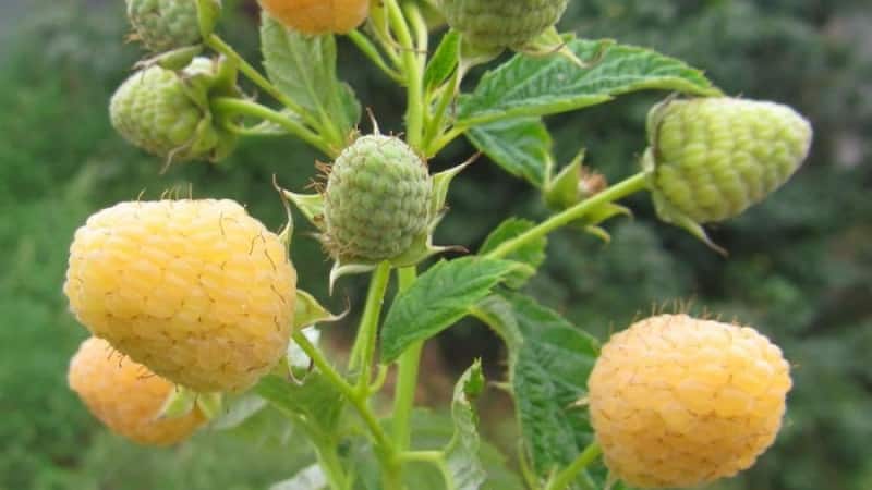 Review of raspberry variety Golden Autumn