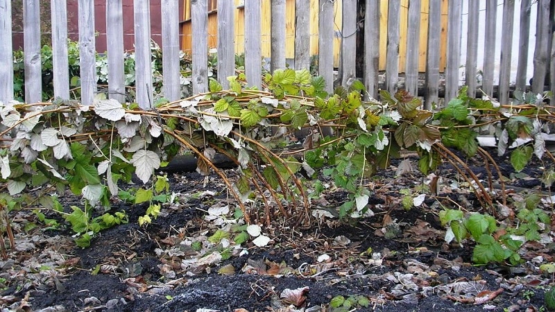 Review of raspberry variety Golden Autumn