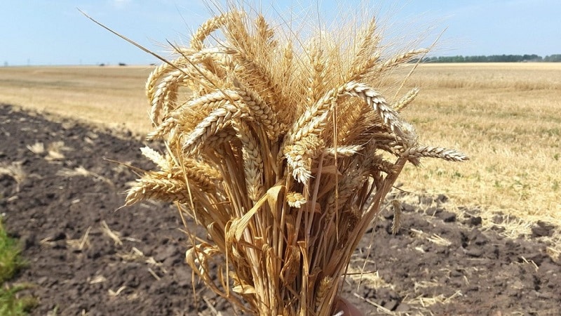 Review of winter wheat variety Alekseevich: characteristics and description