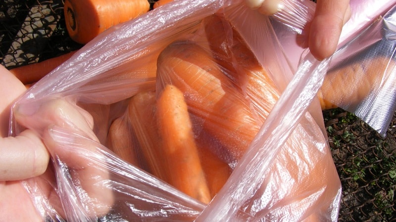 Features of storing carrots in bags underground in winter