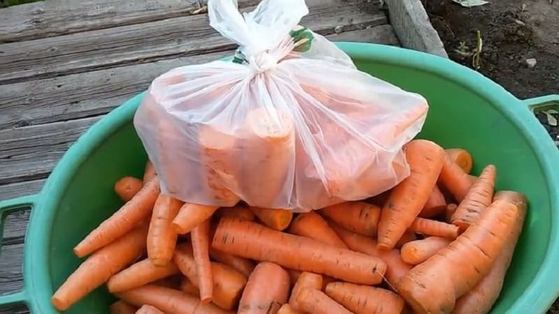 Features of storing carrots in bags underground in winter