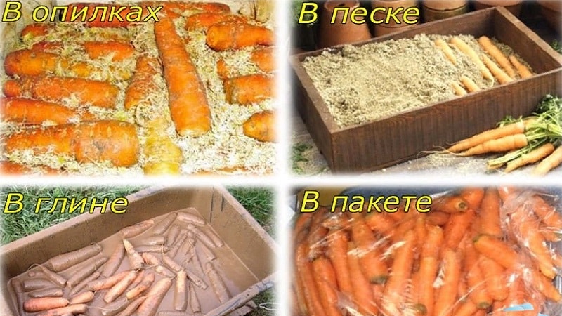 Features of storing carrots in bags underground in winter