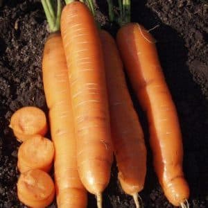 Features of red carrots without core