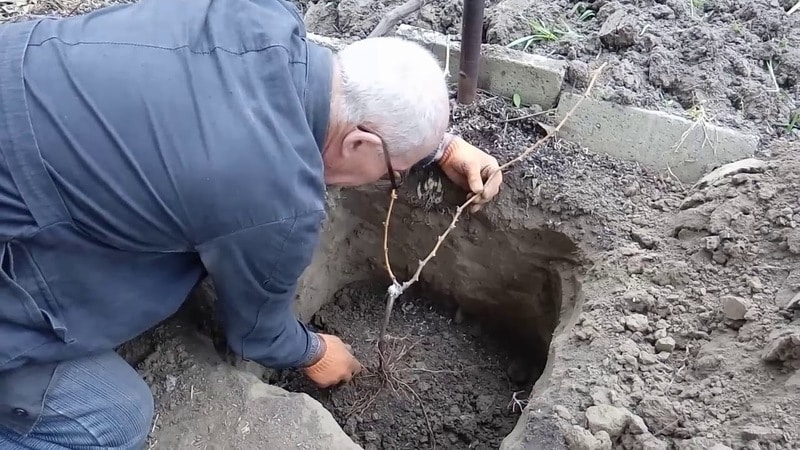 When and how to properly transplant grapes to another place in the fall